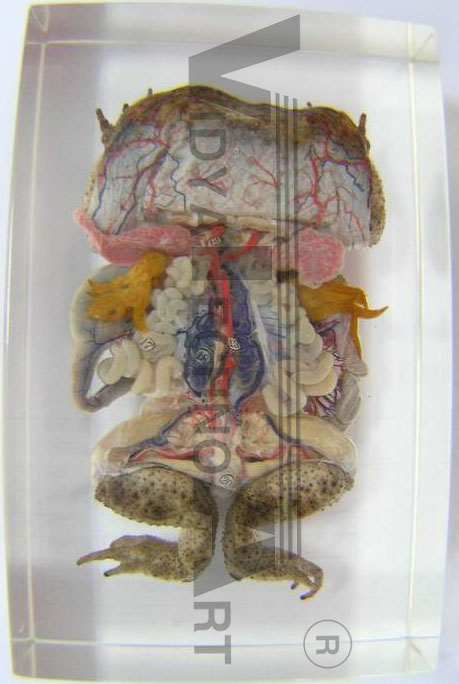 Frog anatomical